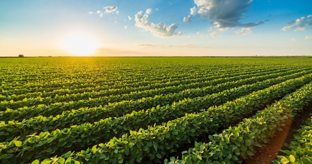 Dessecação pré-colheita da soja ganha força com uso de tecnologia e contribui com a safrinha