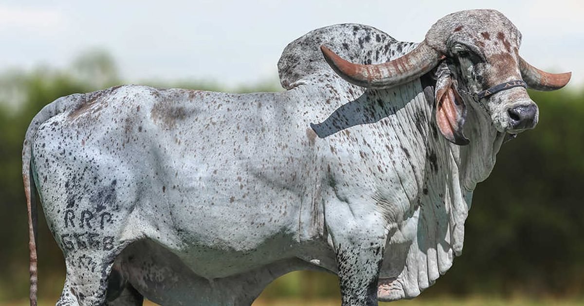 Alta quebra recorde com maior exportação de sêmen bovino do Brasil para Índia e inicia nova era para a pecuária brasileira