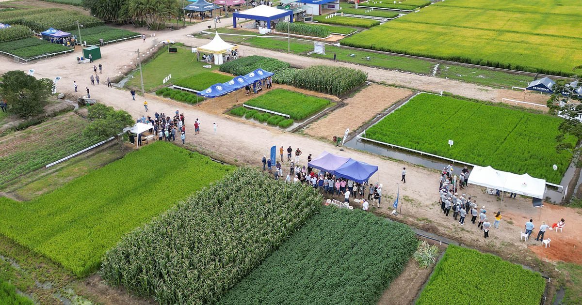 Empresas e instituições mostram inovações nas vitrines da Abertura da Colheita do Arroz