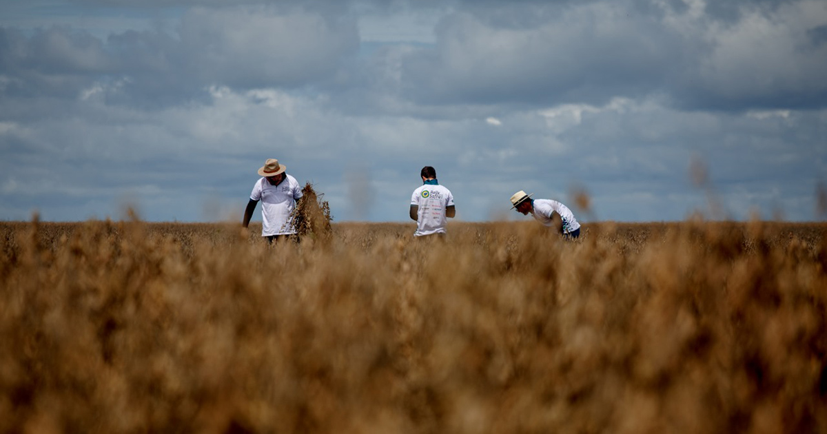 Sob impacto do El Niño, safra de soja apresenta perdas irreversíveis em todos os estados brasileiros