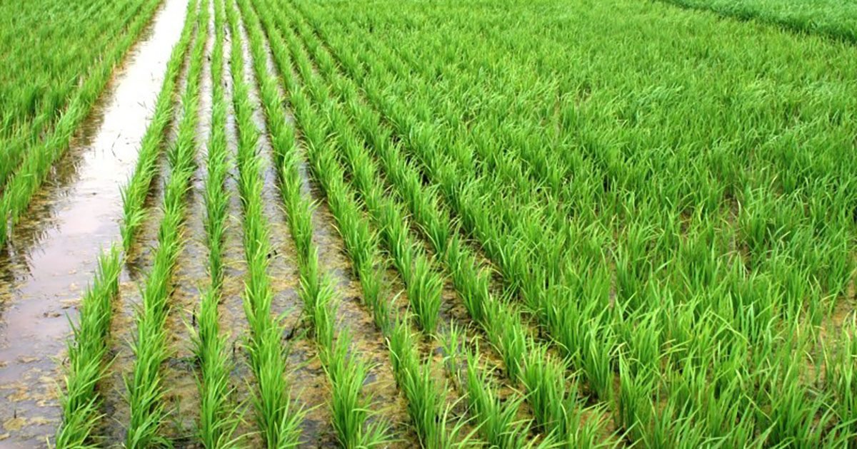 Responsável por 70% da produção nacional de arroz, Rio Grande do Sul sedia a 34ª Abertura Oficial da Colheita em Terras Baixas