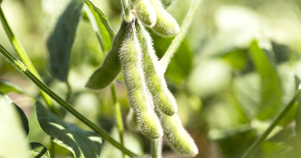 Com previsão de margens apertadas, assertividade é a palavra da vez no campo