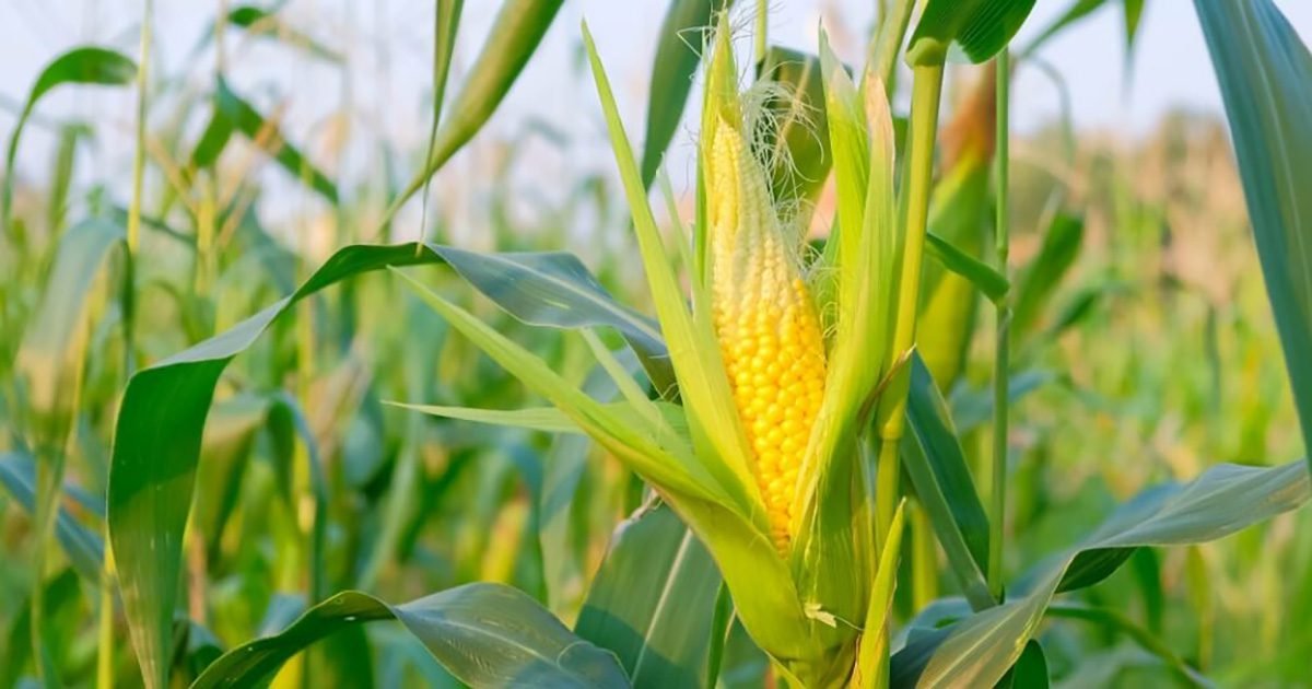 Insumos biológicos podem contribuir para lavouras mais produtivas e seguras na safrinha de milho