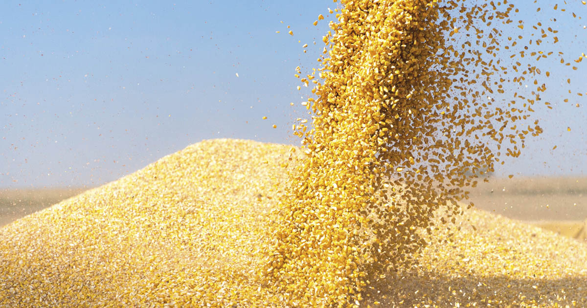 Conab aponta para uma produção de grãos em 299,8 milhões de toneladas, influenciada por perdas na produtividade, em razão dos problemas climáticos
