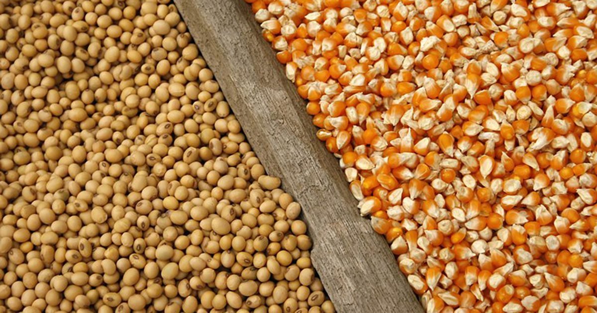 Os fatores que podem gerar volatilidade no mercado de commodities em 2024; como se proteger da variação de preços