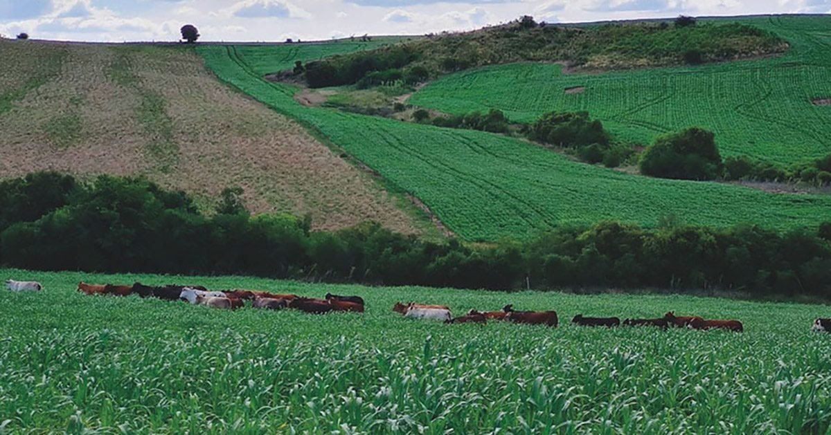 Centro de referência vai monitorar tecnologias para mitigar emissões da pecuária gaúcha
