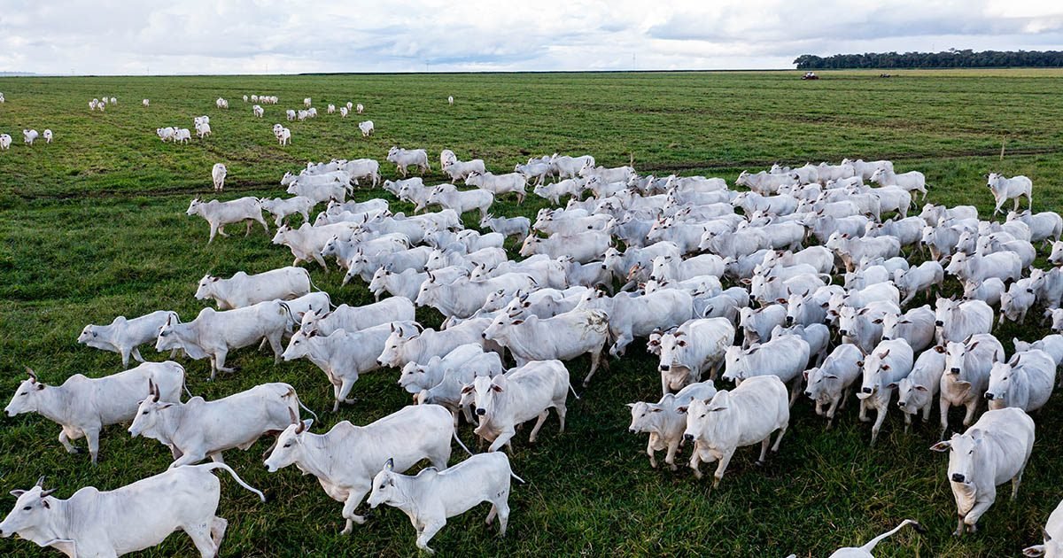 Tecnologia Dry® é fundamental para manter a qualidade dos suplementos nutricionais no período das águas