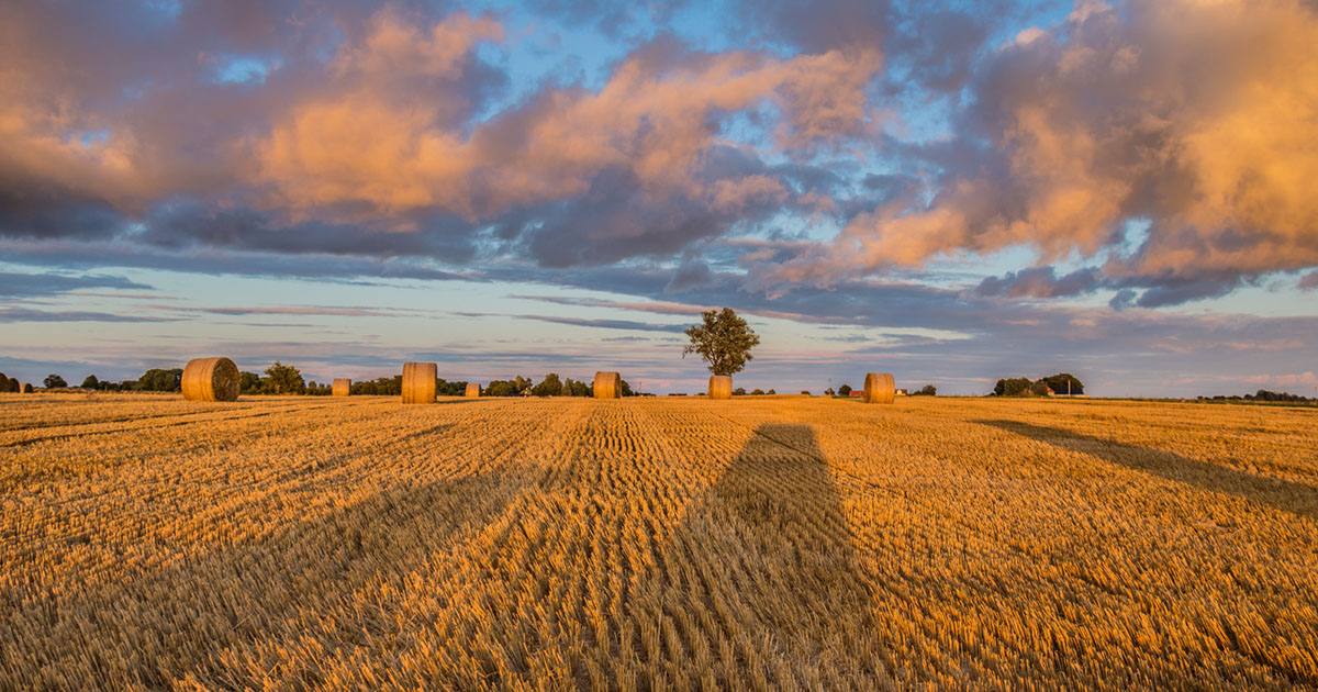 Como as mudanças climáticas afetam práticas agrícolas