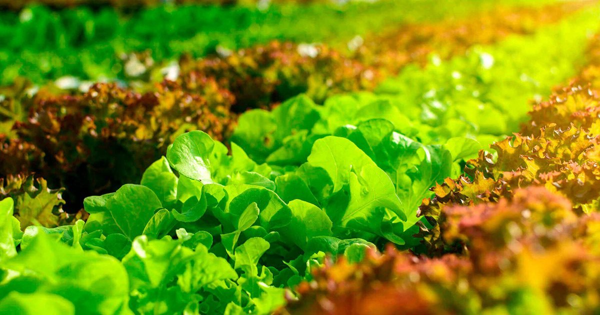 Prato Brasil está com inscrições abertas: Reality pioneiro conecta agro e gastronomia