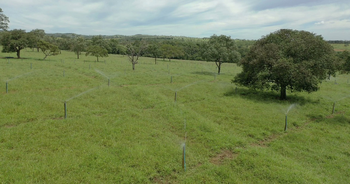 Indústria destina água residual para irrigação de pasto
