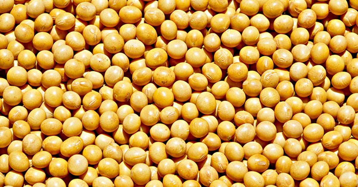 Antecipação de dessecação da soja reduz massa e quantidade de óleo no grão