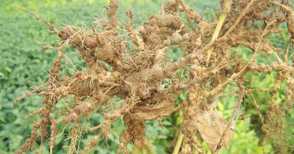 Produtores rurais podem contar com soluções genéticas para reduzir a proliferação de nematoides nas lavouras de soja ocasionada pelo El Niño
