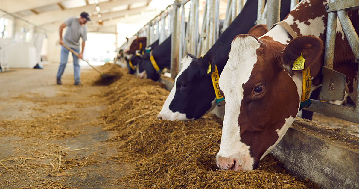 Trouw Nutrition fará análise de silagem e levará soluções nutricionais inovadoras à Expodireto