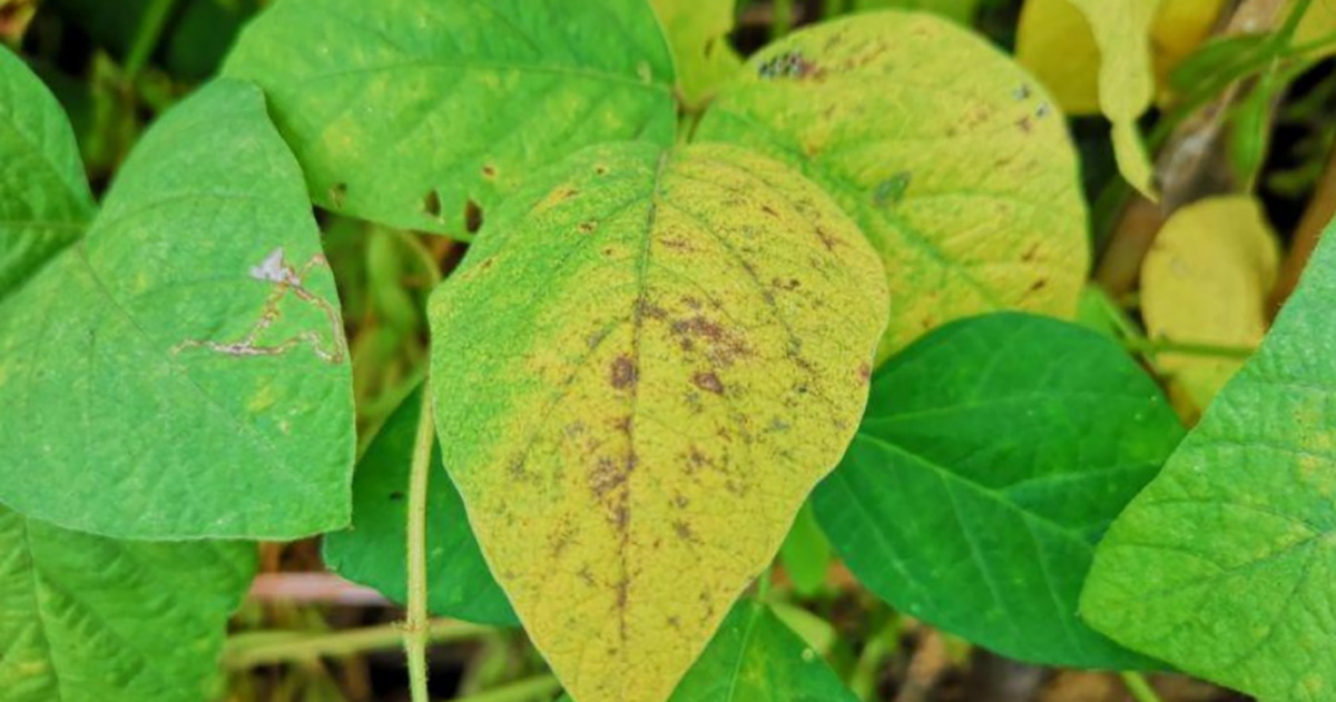 Ativando resistência de plantas a pragas
