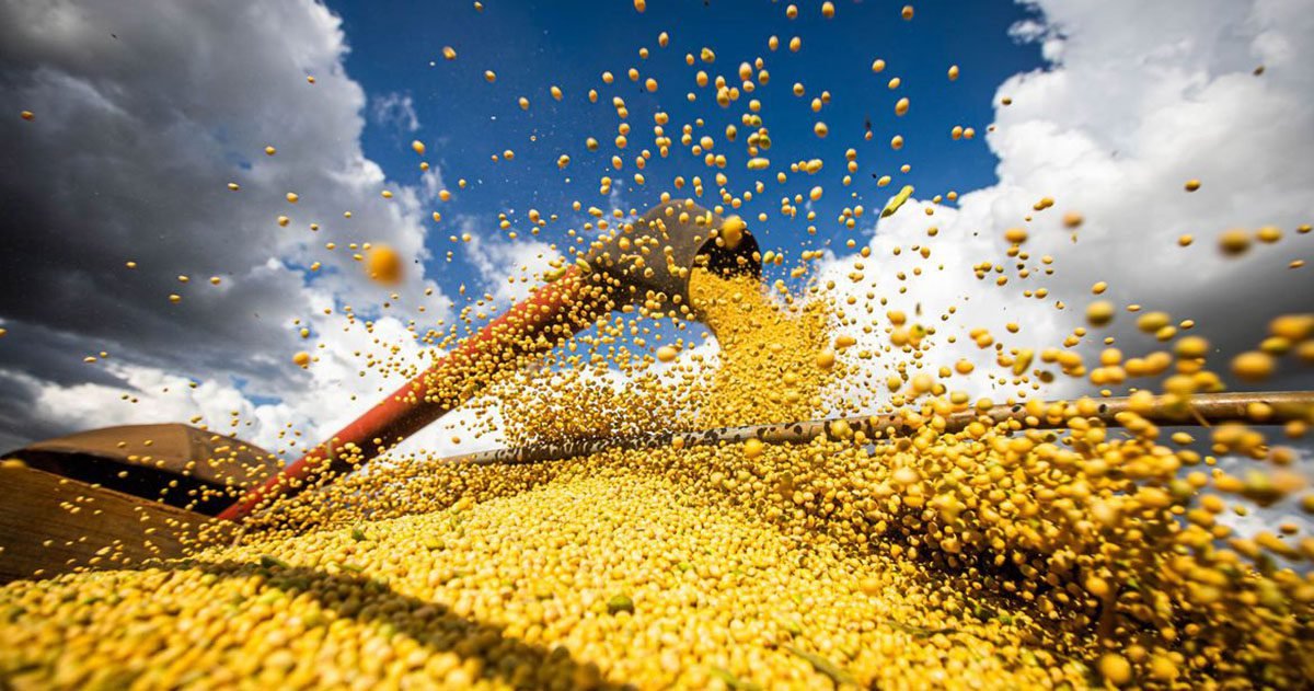 Lucratividade da soja aperta no Brasil, avalia DATAGRO Grãos