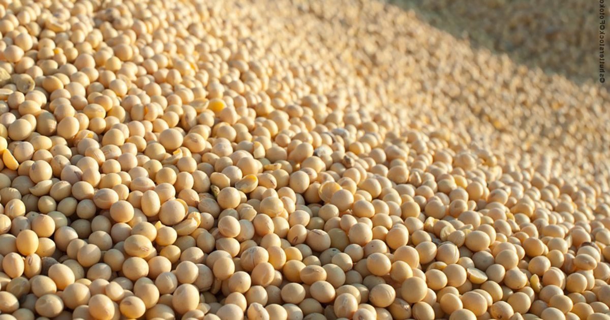 DATAGRO Grãos: comercialização da soja brasileira safra 2023/24 atinge 33,2% da produção estimada