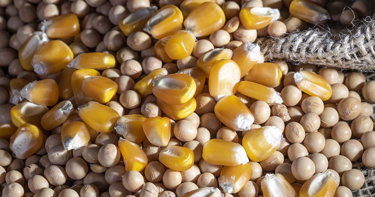 WASDE: Confira as principais tendências para Soja, Trigo e Milho