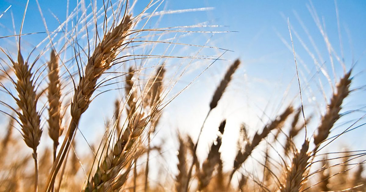 Trigo: USDA confirma expectativa de maior oferta nos EUA; confira análise da hEDGEpoint