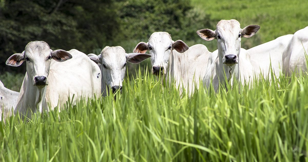 Uso de aditivo natural torna a pecuária mais rentável, produtiva e sustentável