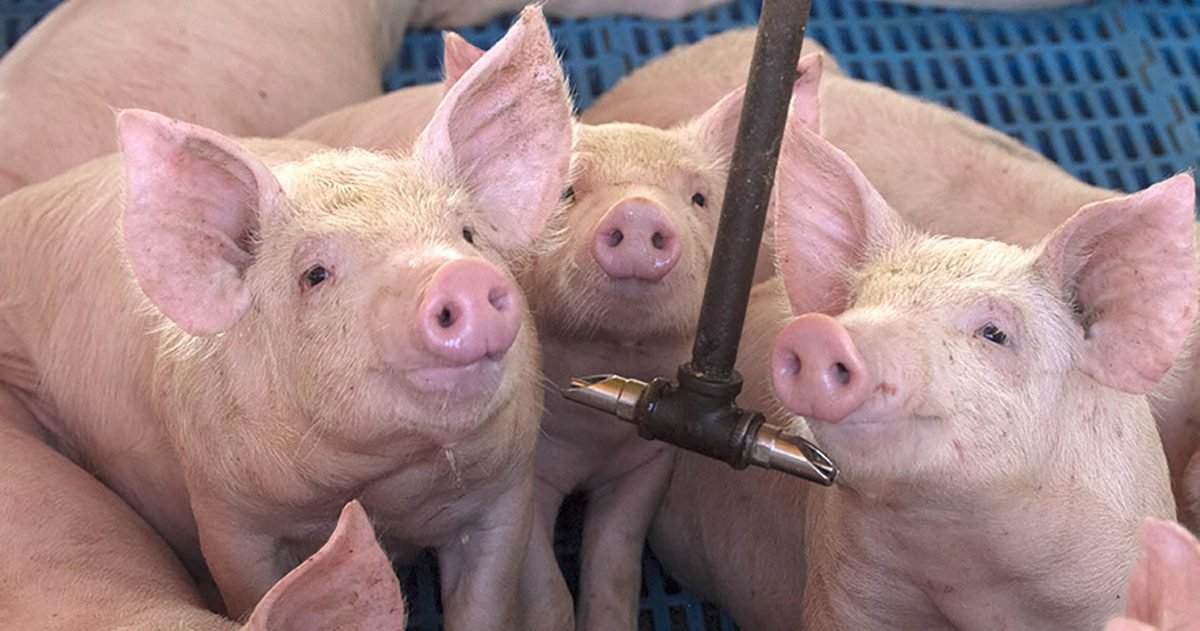 Bem-estar animal na suinocultura