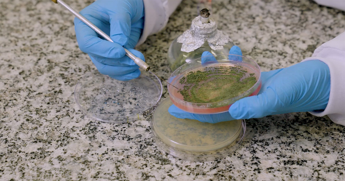 A revolução dos biológicos e os benefícios à agricultura, às pessoas e ao planeta 