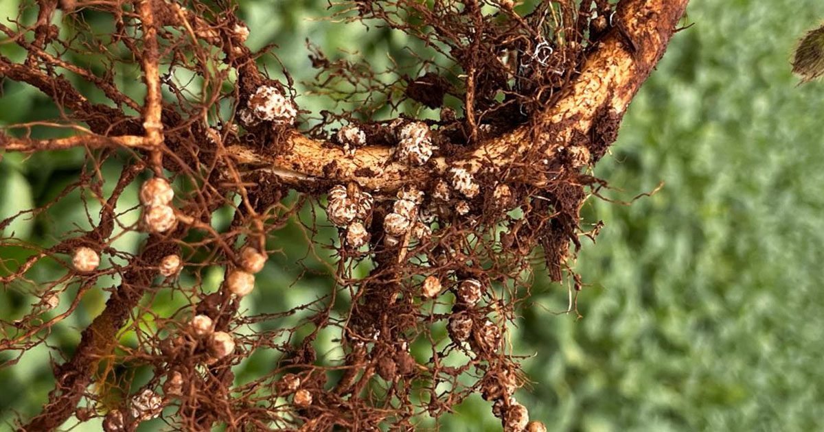 Biológicos: Nova cepa de Azospirillum deve entrar em campo na safra 2024/25