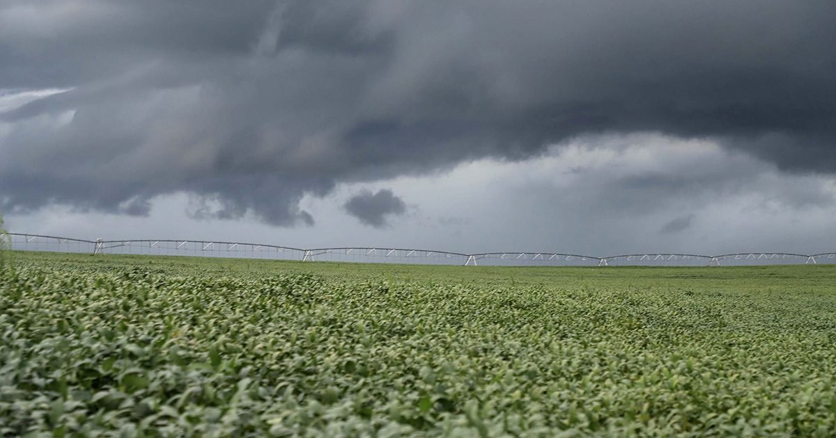 Chuvas irregulares e altas temperaturas impactam cultivos em algumas regiões