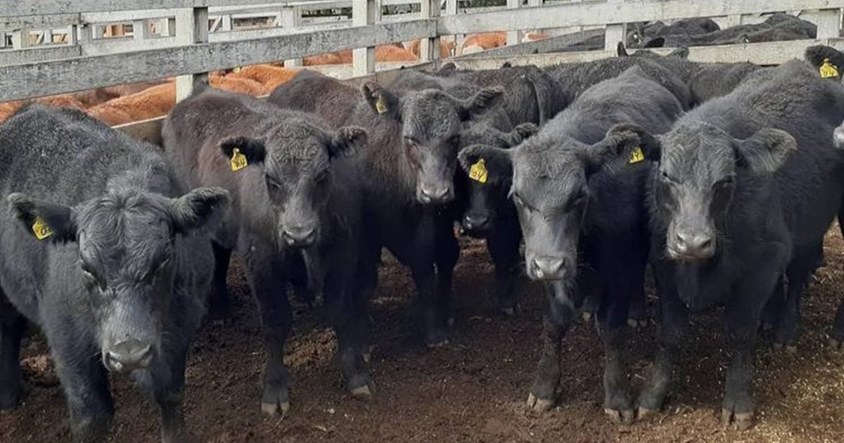 Selo projeta qualificação no comércio do terneiro no Rio Grande do Sul