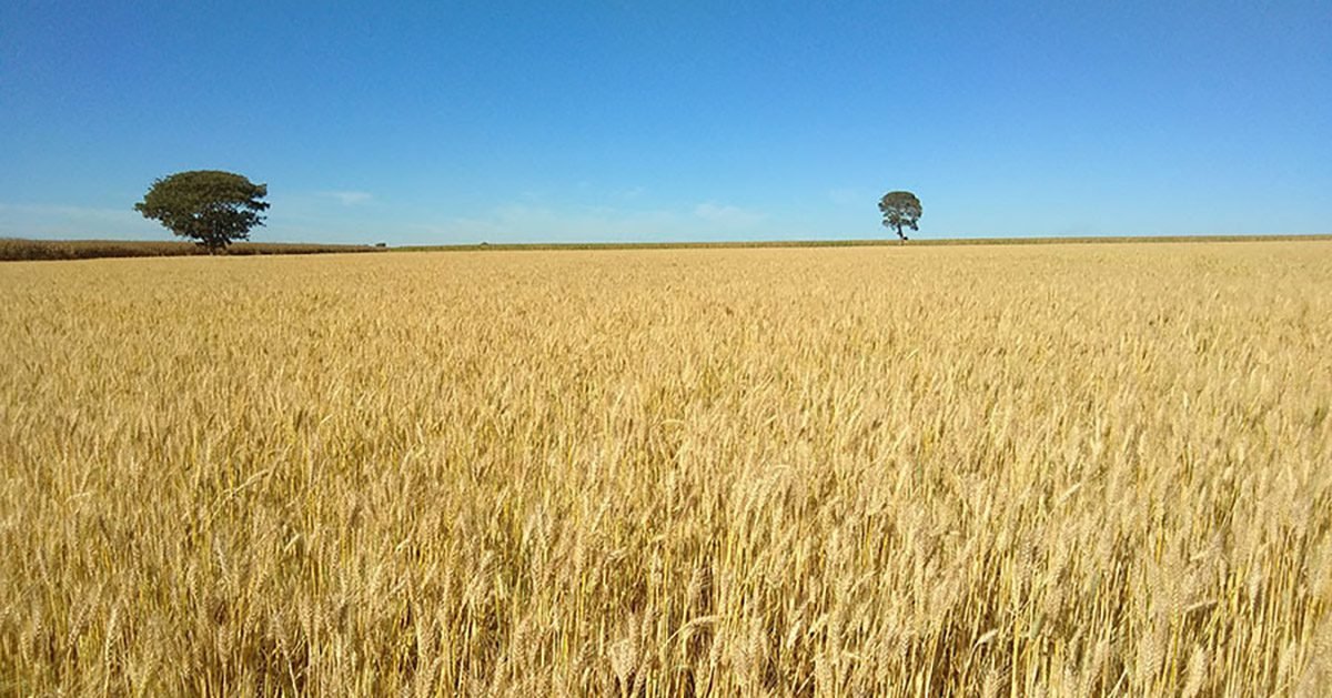 Cultivar de trigo tropical da Embrapa tem rendimento 12% superior em anos secos