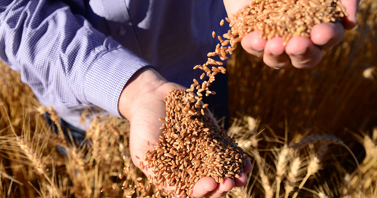 El Niño afeta a produção de sementes no Sul do país
