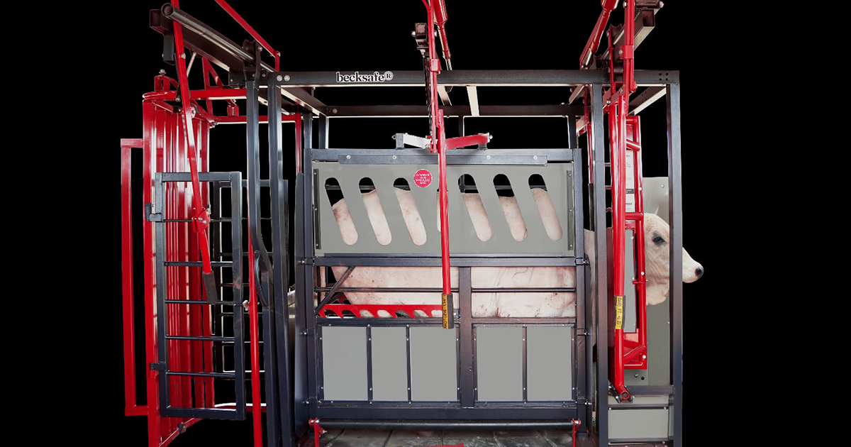 Beckhauser cria primeiro equipamento de contenção bovina do mercado com foco na necessidade do pequeno produtor