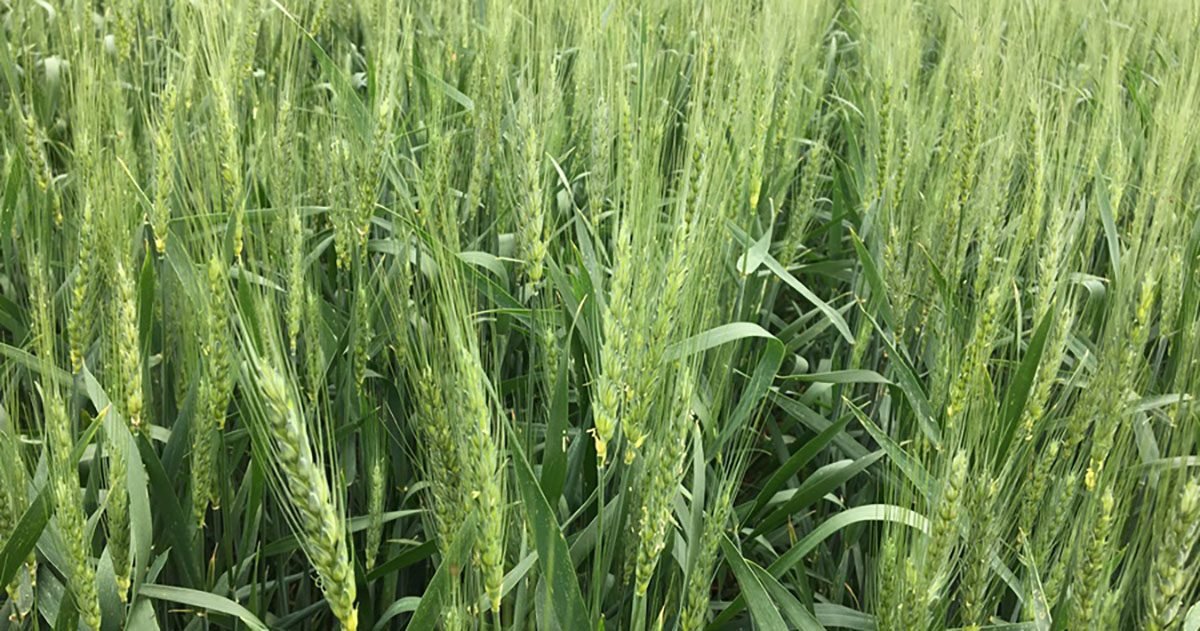 Ferrugens e lagarta-do-trigo no alvo da Sipcam Nichino