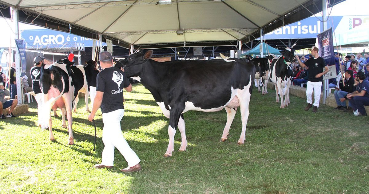 Julgamento morfológico é um dos destaques da Fenasul Expoleite