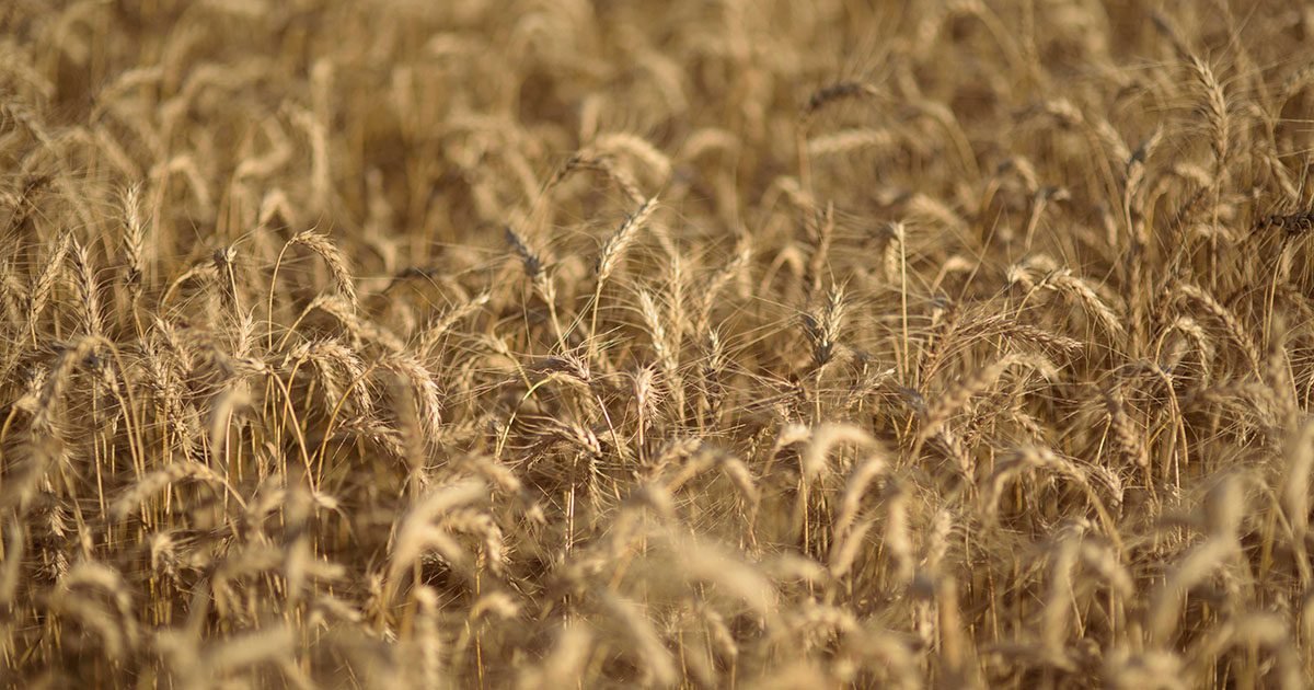 O papel do trigo no manejo integrado de plantas daninhas
