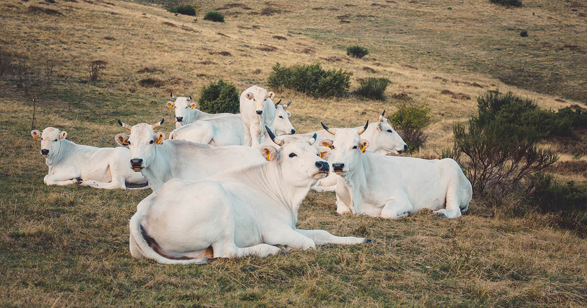 Reprodução e bem-estar animal: Aliados para uma pecuária mais sustentável