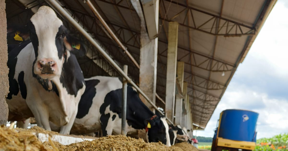 Com menos trabalhadores no campo, tecnologia e gestão vêm garantindo a produção leiteira