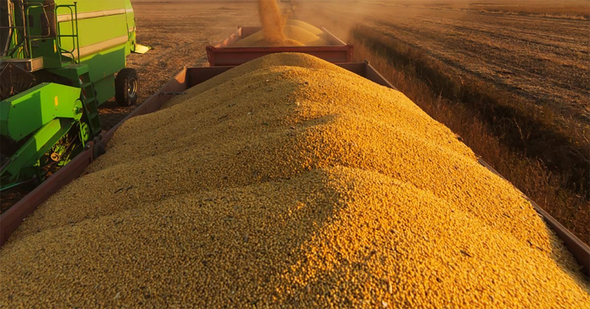 DATAGRO Grãos: comercialização da soja brasileira safra 2023/24 alcança 41,6% da produção estimada