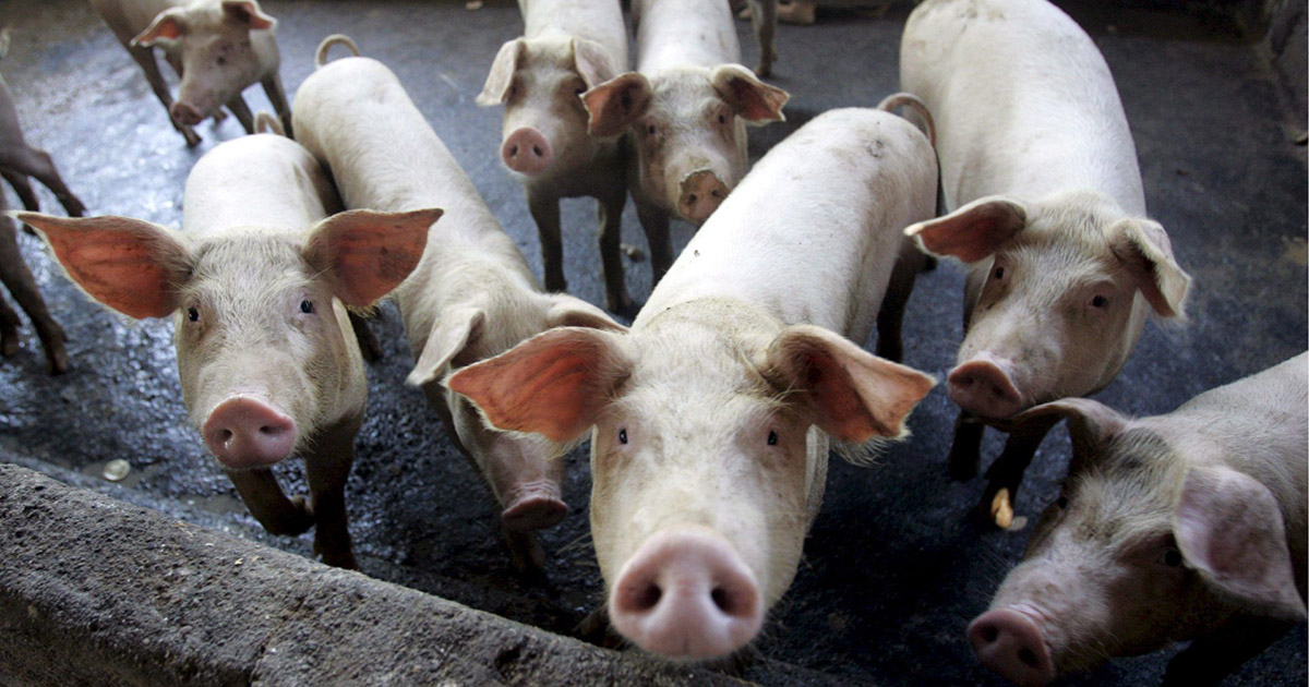 Alta digestibilidade do concentrado proteico de soja garante mais saúde para leitões