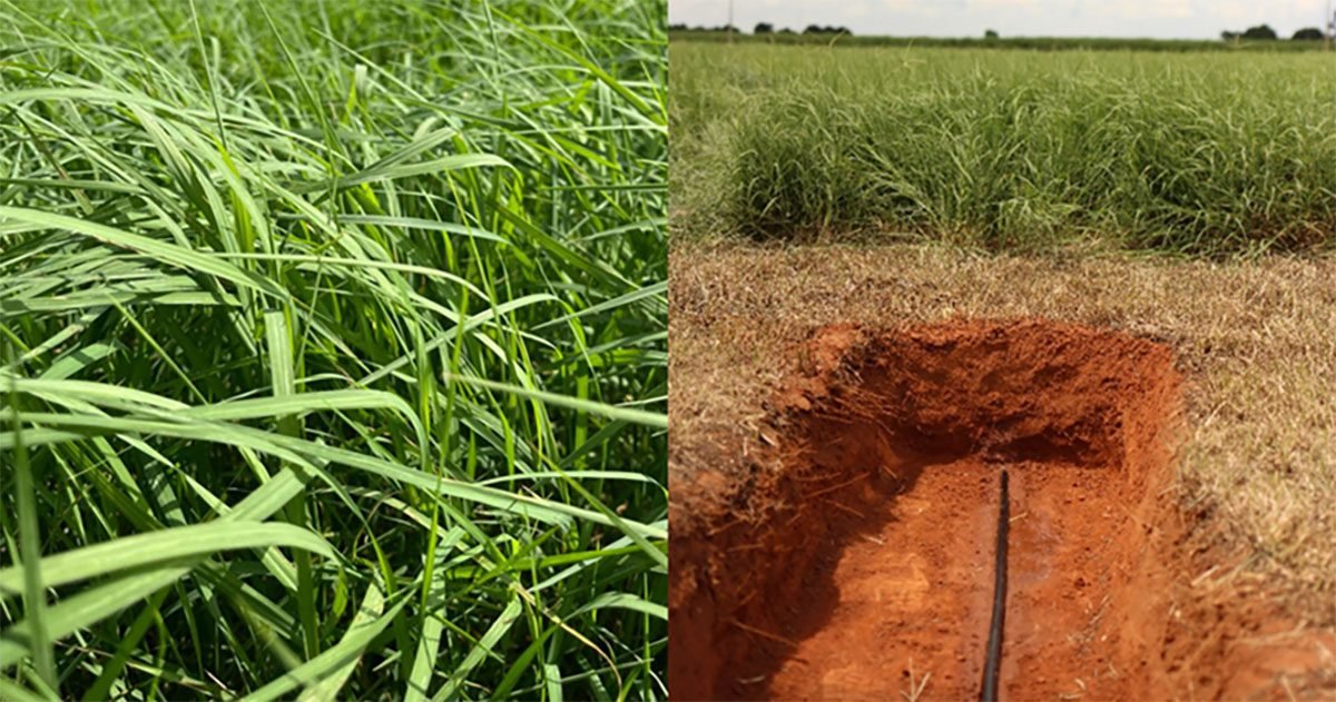 Produtores de feno irrigado por gotejamento têm aumento na rentabilidade com aumento cortes e feno tipo A