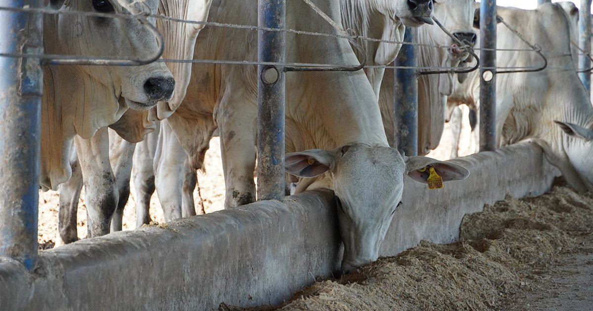 Terminação em confinamento traz vantagens à pecuária de corte