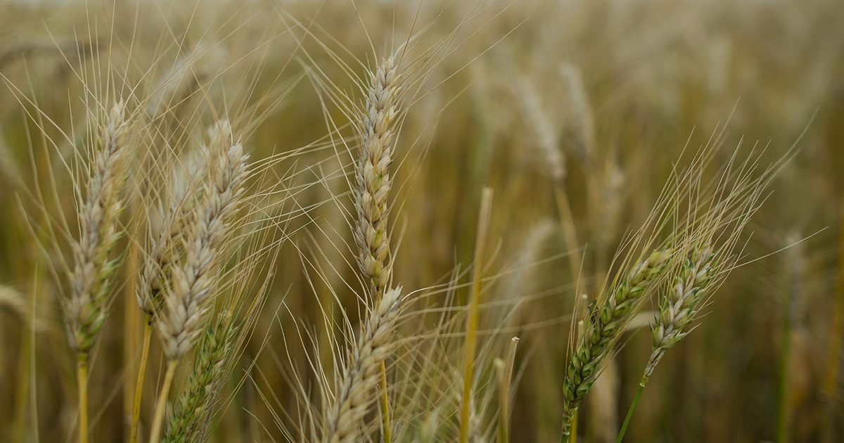 Trigo: Entenda a situação da safra 24/25 no Brasil e na Argentina