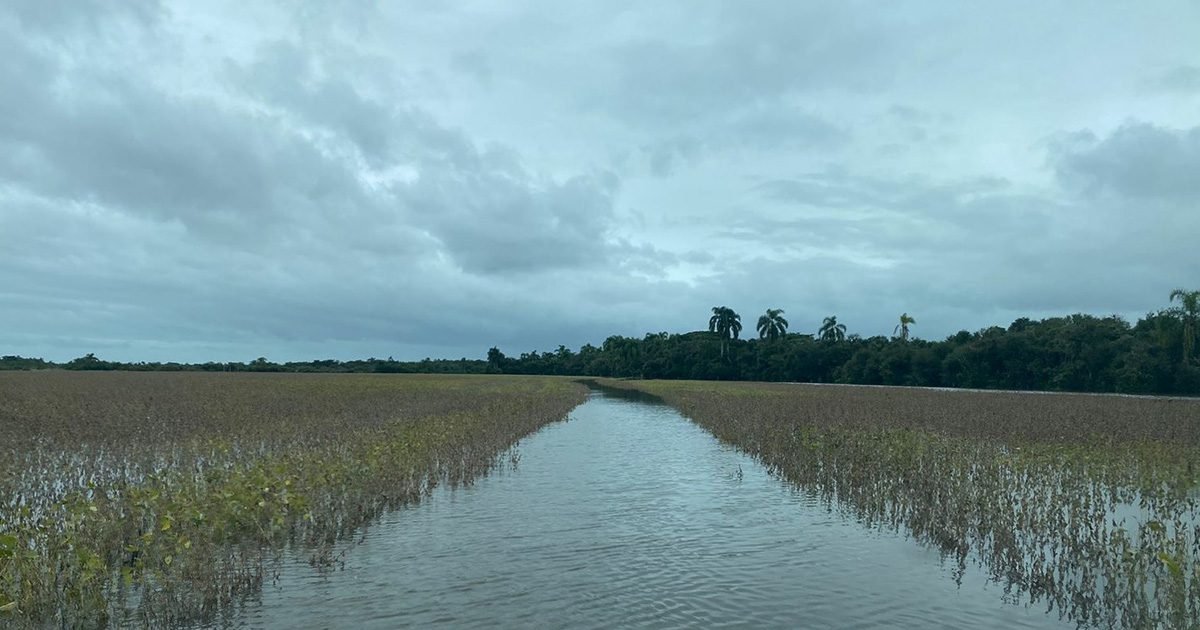 Com receio das chuvas, sojicultor mantém a colheita mesmo com tempo úmido