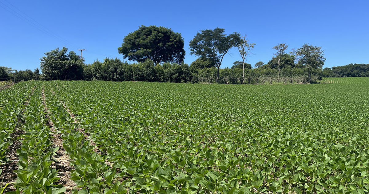 Sustainable Week: conteúdo e oportunidades de novos negócios com foco em ESG na Agropecuária