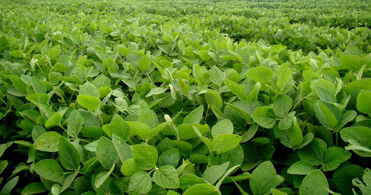 Fixador biológico Utrisha™ N da Corteva Agriscience recebe registro para soja