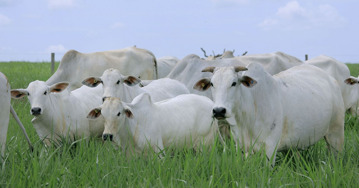 Pecuária bovina: melhoramento genético e o lucro na fazenda