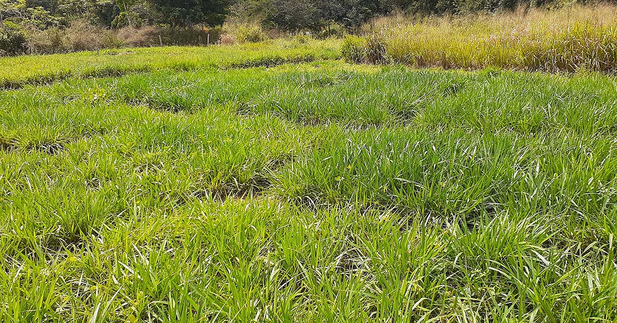 Pesquisa aponta que genética do capim faz diferença na vedação de pasto