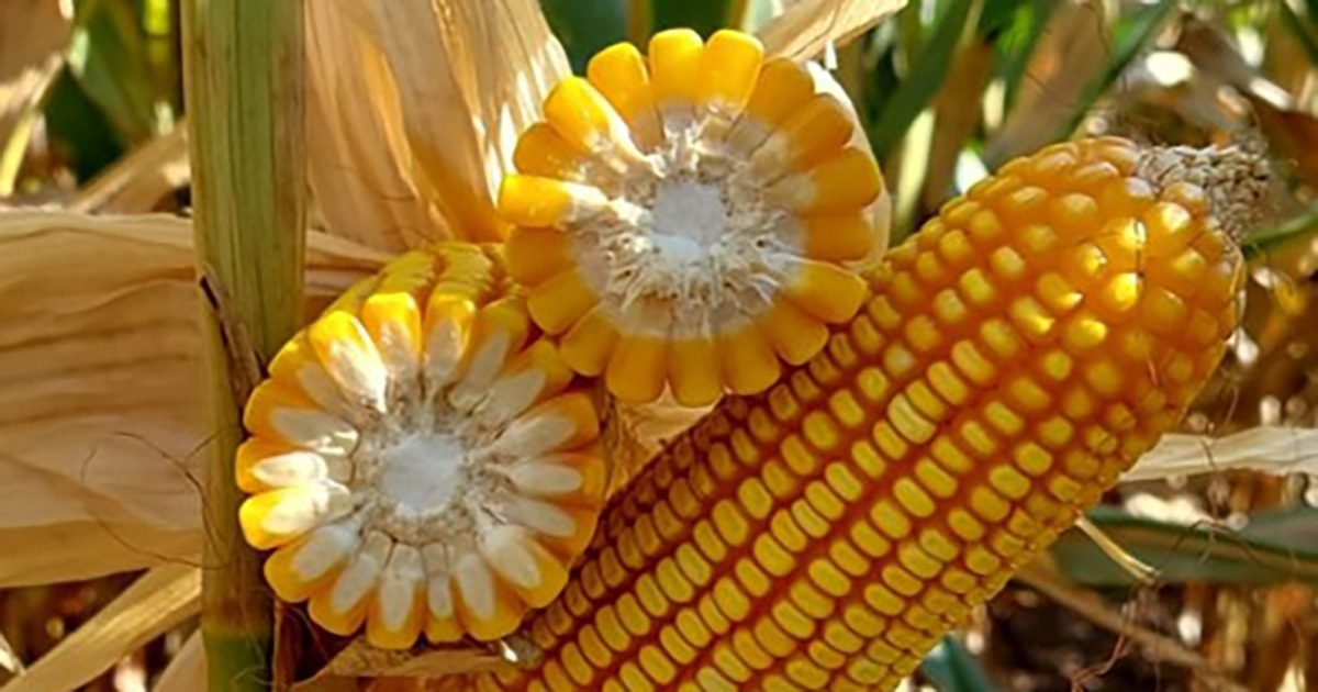 Morgan Sementes desenvolve híbrido de milho superprecoce que traz segurança e rentabilidade ao produtor 