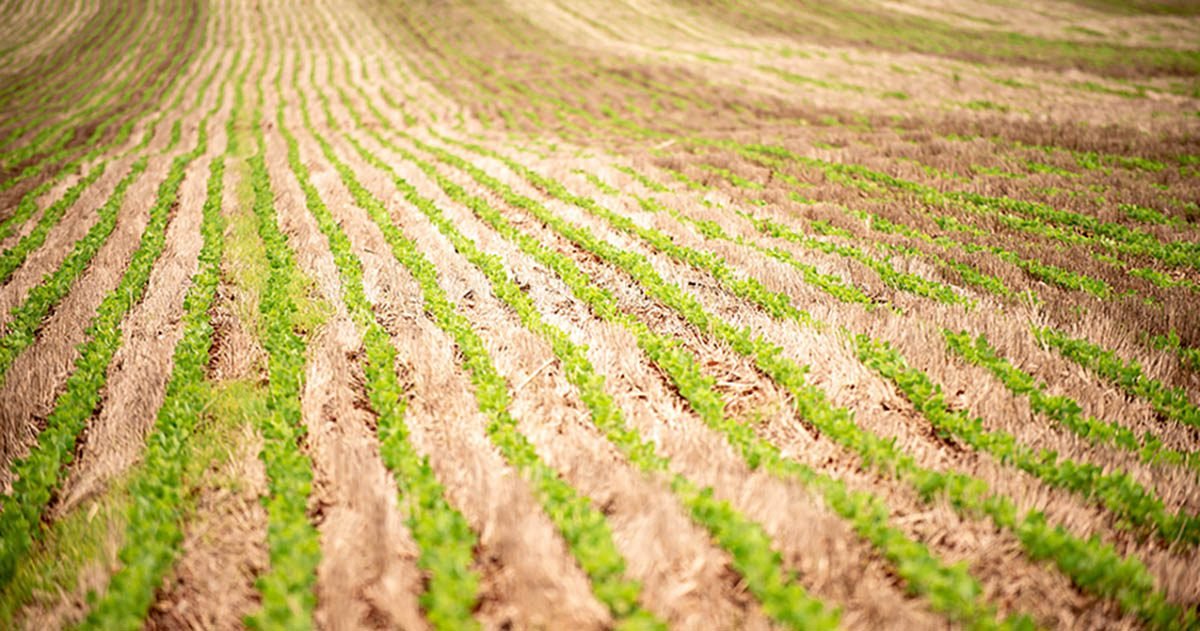 Panorama e tendências para safra 2023/2024 serão destaques na Reunião de Pesquisa de Soja