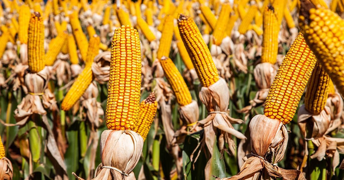 Híbridos de milho Bayer são destaque em concurso de produtividade na safra de verão 2024  