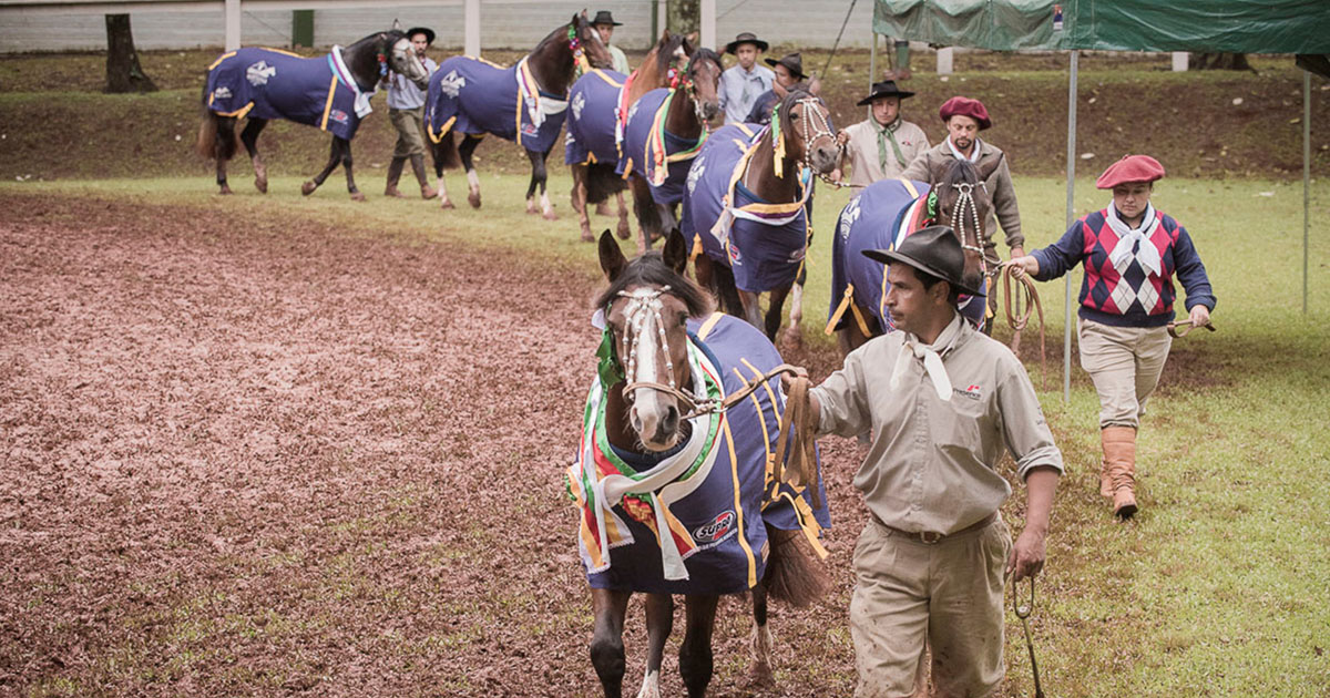 Noroeste gaúcho sedia mais uma prova Morfologia Passaporte do ciclo do Cavalo Crioulo